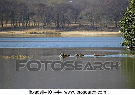 Wild Indian Tigers or Bengal Tigers, tiger family (Panthera tigris tigris), adult female with three cubs, crossing through the water of a lake, Ranthambhore National Park, Rajasthan, India, Asia View Large Photo Image Picture - Wild Indian Tigers or Bengal Tigers, tiger family (Panthera tigris tigris), adult female with three cubs, crossing through the water of a lake, Ranthambhore National Park, Rajasthan, India, Asia. Fotosearch