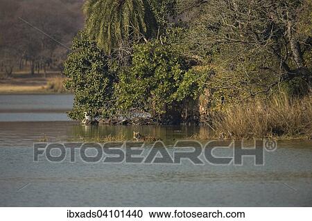 Wild Indian Tigers or Bengal Tigers, tiger family (Panthera tigris tigris), adult female with three cubs, crossing through the water of a lake, Ranthambhore National Park, Rajasthan, India, Asia View Large Photo Image Stock Image - Wild Indian Tigers or Bengal Tigers, tiger family (Panthera tigris tigris), adult female with three cubs, crossing through the water of a lake, Ranthambhore National Park, Rajasthan, India, Asia. Fotosearch