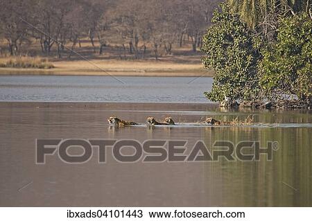 Wild Indian Tigers or Bengal Tigers, tiger family (Panthera tigris tigris), adult female with three cubs, crossing through the water of a lake, Ranthambhore National Park, Rajasthan, India, Asia View Large Photo Image Stock Image - Wild Indian Tigers or Bengal Tigers, tiger family (Panthera tigris tigris), adult female with three cubs, crossing through the water of a lake, Ranthambhore National Park, Rajasthan, India, Asia. Fotosearch
