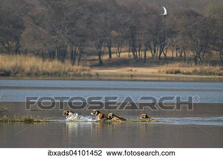 Wild Indian Tigers or Bengal Tigers, tiger family (Panthera tigris tigris), adult female with three cubs, crossing through the water of a lake, Ranthambhore National Park, Rajasthan, India, Asia View Large Photo Image Stock Image - Wild Indian Tigers or Bengal Tigers, tiger family (Panthera tigris tigris), adult female with three cubs, crossing through the water of a lake, Ranthambhore National Park, Rajasthan, India, Asia. Fotosearch