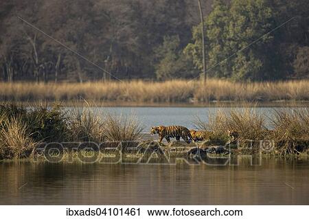 Stock Image - Wild Indian Tigers or Bengal Tigers, tiger family (Panthera tigris tigris), adult female with three cubs, crossing through the water of a lake, Ranthambhore National Park, Rajasthan, India, Asia. Fotosearch