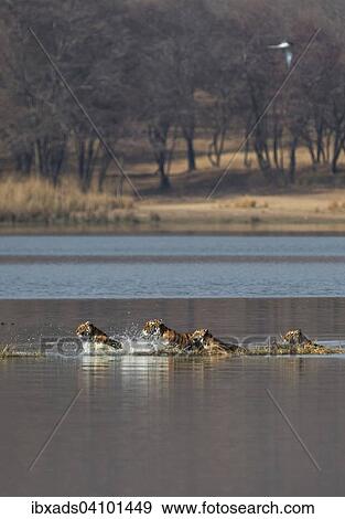 Wild Indian Tigers or Bengal Tigers, tiger family (Panthera tigris tigris), adult female with three cubs, crossing through the water of a lake, Ranthambhore National Park, Rajasthan, India, Asia View Large Photo Image Stock Photo - Wild Indian Tigers or Bengal Tigers, tiger family (Panthera tigris tigris), adult female with three cubs, crossing through the water of a lake, Ranthambhore National Park, Rajasthan, India, Asia. Fotosearch