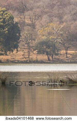 Stock Photo - Wild Indian Tigers or Bengal Tigers, tiger family (Panthera tigris tigris), adult female with three cubs, crossing through the water of a lake, Ranthambhore National Park, Rajasthan, India, Asia. Fotosearch