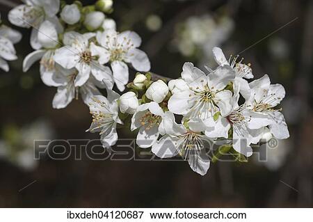 Stock Photo - Wild or sweet cherry (Prunus avium) flowers, Lower Austria, Austria, Europe. Fotosearch