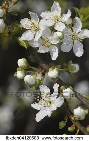 Wild or sweet cherry (Prunus avium) flowers, Lower Austria, Austria, Europe View Large Photo Image Stock Photo - Wild or sweet cherry (Prunus avium) flowers, Lower Austria, Austria, Europe. Fotosearch