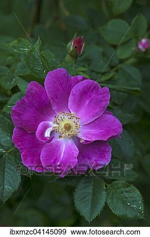 Wild rose (Rosa), flower and bud, Bavaria, Germany, Europe View Large Photo Image Stock Photo - Wild rose (Rosa), flower and bud, Bavaria, Germany, Europe. Fotosearch