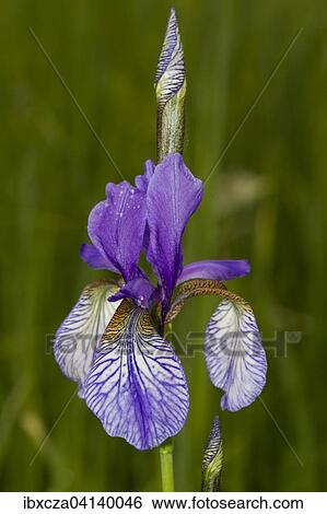 Wild Siberian Iris (Iris sibirica), Murnauer Moos, Bavaria, Germany, Europe View Large Photo Image Stock Photograph - Wild Siberian Iris (Iris sibirica), Murnauer Moos, Bavaria, Germany, Europe. Fotosearch