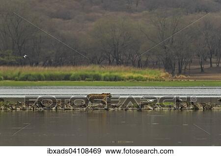 Stock Photo - Wild Tiger (Panthera tigris) family, mother with cubs, walking across a narrow strip of land on a lake in Ranthambhore National Park, Rajasthan, India, Asia. Fotosearch