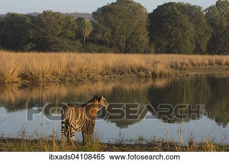 Wild tiger (Panthera tigris) standing at the edge of a lake by the forest in Ranthambore National Park, Rajasthan, India, Asia View Large Photo Image Stock Photography - Wild tiger (Panthera tigris) standing at the edge of a lake by the forest in Ranthambore National Park, Rajasthan, India, Asia. Fotosearch
