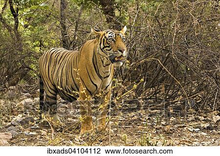 Wild tiger (Panthera tigris tigris) in dry forests, Ranthambore national park, Rajasthan, India, Asia View Large Photo Image Stock Image - Wild tiger (Panthera tigris tigris) in dry forests, Ranthambore national park, Rajasthan, India, Asia. Fotosearch