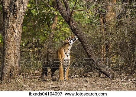 Wild tiger (Panthera tigris tigris) in forests, Ranthambore national park, Rajasthan, India, Asia View Large Photo Image Stock Photo - Wild tiger (Panthera tigris tigris) in forests, Ranthambore national park, Rajasthan, India, Asia. Fotosearch
