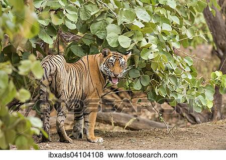 Wild tiger (Panthera tigris tigris) in forests, Ranthambore national park, Rajasthan, India, Asia View Large Photo Image Stock Photo - Wild tiger (Panthera tigris tigris) in forests, Ranthambore national park, Rajasthan, India, Asia. Fotosearch