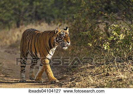 Wild tiger (Panthera tigris tigris) in dry forests, Ranthambore national park, Rajasthan, India, Asia View Large Photo Image Stock Photo - Wild tiger (Panthera tigris tigris) in dry forests, Ranthambore national park, Rajasthan, India, Asia. Fotosearch