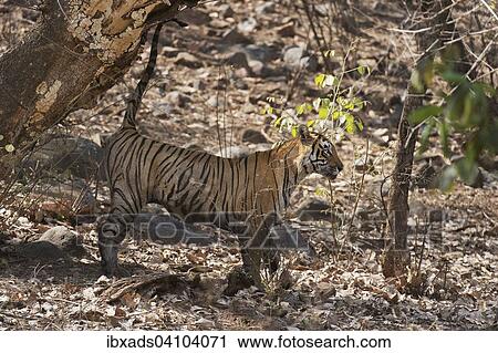 Stock Image - Wild tiger (Panthera tigris tigris) marking territory, Ranthambore national park, Rajasthan, India, Asia. Fotosearch
