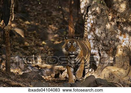 Wild tiger (Panthera tigris tigris), Ranthambore national park, Rajasthan, India, Asia View Large Photo Image Stock Image - Wild tiger (Panthera tigris tigris), Ranthambore national park, Rajasthan, India, Asia. Fotosearch