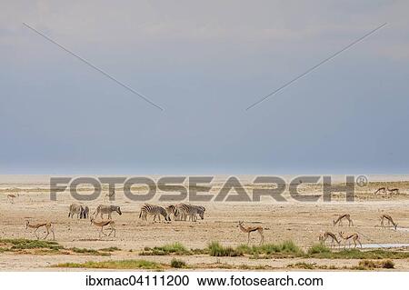 Wildlife by the water, Etosha National Park, Namibia, Africa View Large Photo Image Stock Image - Wildlife by the water, Etosha National Park, Namibia, Africa. Fotosearch