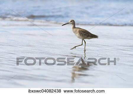 Stock Photo - Willet (Tringa semipalmata) wading on the beach, Golfo Dulce, Puntarenas Province, Costa Rica, North America. Fotosearch