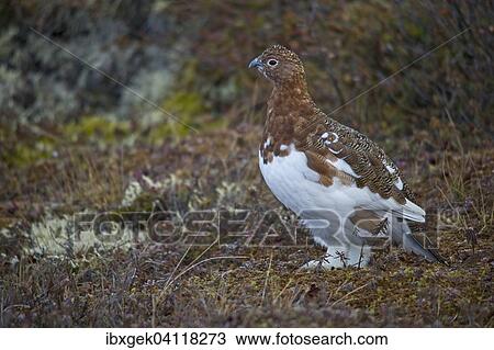 Stock Image - Willow Ptarmigan (Lagopus lagopus), Richardson Mountains, Yukon Territory, Canada, North America. Fotosearch
