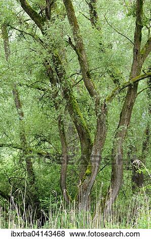 Willow (Salix), Baden-Wurttemberg, Germany, Europe View Large Photo Image Stock Photo - Willow (Salix), Baden-Wurttemberg, Germany, Europe. Fotosearch