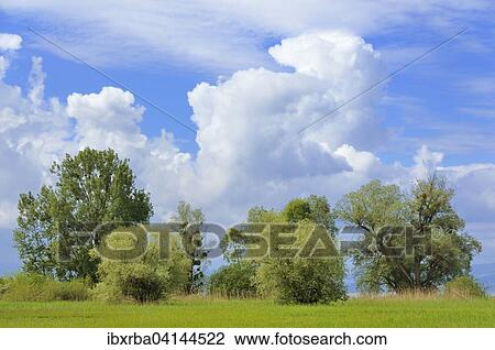 Willow (Salix sp. ) with mistletoe (Viscum sp. ), Baden-Wurttemberg, Germany, Europe View Large Photo Image Stock Image - Willow (Salix sp. ) with mistletoe (Viscum sp. ), Baden-Wurttemberg, Germany, Europe. Fotosearch