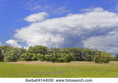 Willow (Salix sp. ) with mistletoe (Viscum sp. ), meadow with irises (Iris sp. ), Baden-Wurttemberg, Germany, Europe View Large Photo Image Stock Image - Willow (Salix sp. ) with mistletoe (Viscum sp. ), meadow with irises (Iris sp. ), Baden-Wurttemberg, Germany, Europe. Fotosearch