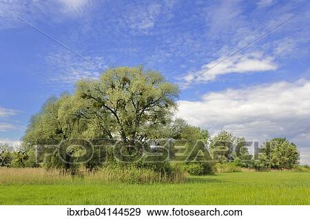 Willow (Salix sp. ) with mistletoe (Viscum sp. ), Baden-Wurttemberg, Germany, Europe View Large Photo Image Stock Photo - Willow (Salix sp. ) with mistletoe (Viscum sp. ), Baden-Wurttemberg, Germany, Europe. Fotosearch