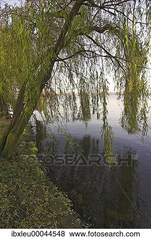Stock Photo - Willow trees at lake Alster in Hamburg Germany. Fotosearch