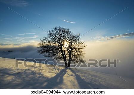 Wind-bent beeches at sunset in winter, Schauinsland, near Freiburg im Breisgau, Black Forest, Baden-Wurttemberg, Germany, Europe View Large Photo Image Picture - Wind-bent beeches at sunset in winter, Schauinsland, near Freiburg im Breisgau, Black Forest, Baden-Wurttemberg, Germany, Europe. Fotosearch