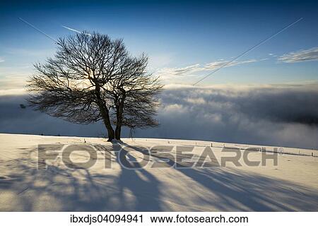 Wind-bent beeches at sunset in winter, Schauinsland, near Freiburg im Breisgau, Black Forest, Baden-Wurttemberg, Germany, Europe View Large Photo Image Stock Image - Wind-bent beeches at sunset in winter, Schauinsland, near Freiburg im Breisgau, Black Forest, Baden-Wurttemberg, Germany, Europe. Fotosearch