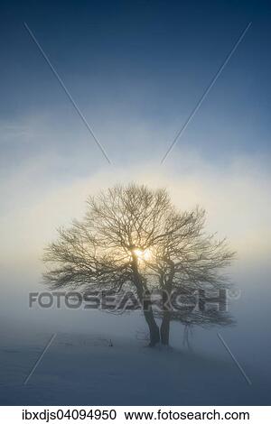 Wind-bent beeches at sunset in winter, Schauinsland, near Freiburg im Breisgau, Black Forest, Baden-Wurttemberg, Germany, Europe View Large Photo Image Stock Image - Wind-bent beeches at sunset in winter, Schauinsland, near Freiburg im Breisgau, Black Forest, Baden-Wurttemberg, Germany, Europe. Fotosearch
