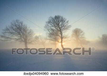 Wind-bent beeches at sunset in winter, Schauinsland, near Freiburg im Breisgau, Black Forest, Baden-Wurttemberg, Germany, Europe View Large Photo Image Stock Image - Wind-bent beeches at sunset in winter, Schauinsland, near Freiburg im Breisgau, Black Forest, Baden-Wurttemberg, Germany, Europe. Fotosearch