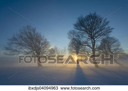 Wind-bent beeches at sunset in winter, Schauinsland, near Freiburg im Breisgau, Black Forest, Baden-Wurttemberg, Germany, Europe View Large Photo Image Stock Image - Wind-bent beeches at sunset in winter, Schauinsland, near Freiburg im Breisgau, Black Forest, Baden-Wurttemberg, Germany, Europe. Fotosearch