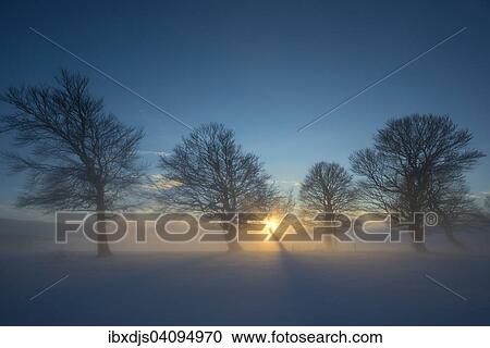 Wind-bent beeches at sunset in winter, Schauinsland, near Freiburg im Breisgau, Black Forest, Baden-Wurttemberg, Germany, Europe View Large Photo Image Stock Image - Wind-bent beeches at sunset in winter, Schauinsland, near Freiburg im Breisgau, Black Forest, Baden-Wurttemberg, Germany, Europe. Fotosearch