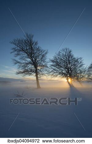 Wind-bent beeches at sunset in winter, Schauinsland, near Freiburg im Breisgau, Black Forest, Baden-Wurttemberg, Germany, Europe View Large Photo Image Stock Image - Wind-bent beeches at sunset in winter, Schauinsland, near Freiburg im Breisgau, Black Forest, Baden-Wurttemberg, Germany, Europe. Fotosearch