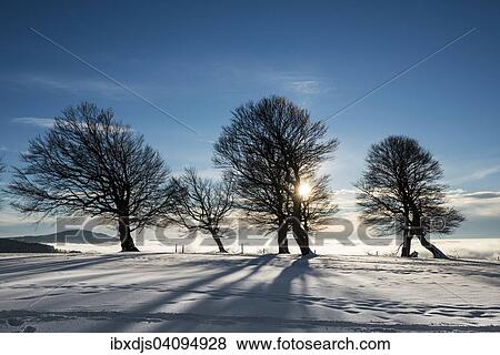 Wind-bent beeches at sunset in winter, Schauinsland, near Freiburg im Breisgau, Black Forest, Baden-Wurttemberg, Germany, Europe View Large Photo Image Stock Photo - Wind-bent beeches at sunset in winter, Schauinsland, near Freiburg im Breisgau, Black Forest, Baden-Wurttemberg, Germany, Europe. Fotosearch