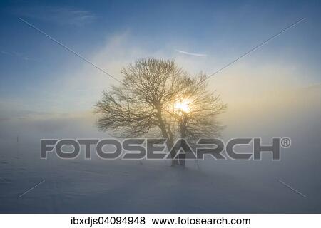 Stock Photo - Wind-bent beeches at sunset in winter, Schauinsland, near Freiburg im Breisgau, Black Forest, Baden-Wurttemberg, Germany, Europe. Fotosearch
