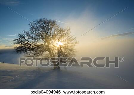 Wind-bent beeches at sunset in winter, Schauinsland, near Freiburg im Breisgau, Black Forest, Baden-Wurttemberg, Germany, Europe View Large Photo Image Stock Photograph - Wind-bent beeches at sunset in winter, Schauinsland, near Freiburg im Breisgau, Black Forest, Baden-Wurttemberg, Germany, Europe. Fotosearch