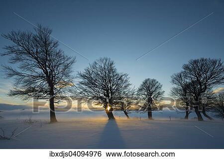Wind-bent beeches at sunset in winter, Schauinsland, near Freiburg im Breisgau, Black Forest, Baden-Wurttemberg, Germany, Europe View Large Photo Image Stock Photograph - Wind-bent beeches at sunset in winter, Schauinsland, near Freiburg im Breisgau, Black Forest, Baden-Wurttemberg, Germany, Europe. Fotosearch