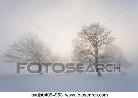 Wind-bent beeches in fog in winter, Schauinsland, near Freiburg im Breisgau, Black Forest, Baden-Wurttemberg, Germany, Europe View Large Photo Image Stock Image - Wind-bent beeches in fog in winter, Schauinsland, near Freiburg im Breisgau, Black Forest, Baden-Wurttemberg, Germany, Europe. Fotosearch