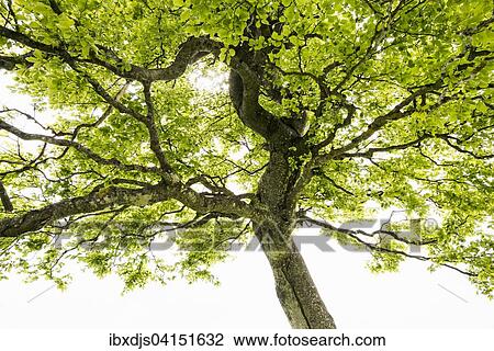 Stock Image - Wind blown European beech or common beech (Fagus sylvatica), Schauinsland, near Freiburg im Breisgau, Black Forest, Baden-Wurttemberg, Germany, Europe. Fotosearch