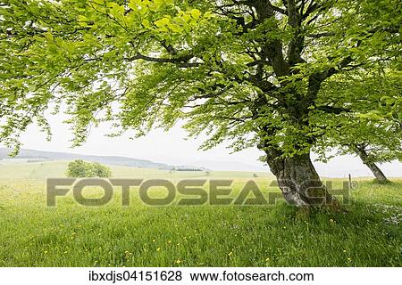 Stock Photo - Wind blown European beech or common beech (Fagus sylvatica) and flowering meadows, Schauinsland, near Freiburg im Breisgau, Black Forest, Baden-Wurttemberg, Germany, Europe. Fotosearch