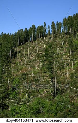 Stock Image - Windfall, storm damage, spruce forest, Feldberg, Black Forest, Baden-Wurttemberg, Germany, Europe. Fotosearch