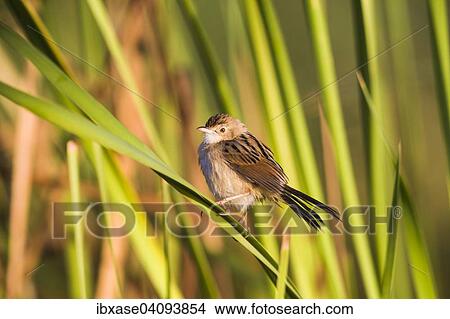 Winding Cisticola (Cisticola galactotes) perched on grass, Djoudj National Park, Senegal, Africa View Large Photo Image Picture - Winding Cisticola (Cisticola galactotes) perched on grass, Djoudj National Park, Senegal, Africa. Fotosearch