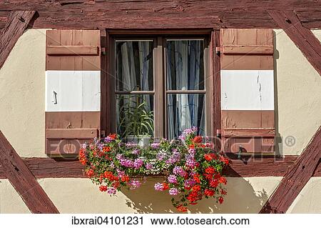 Window with Geraniums (Pelargonium sp. ) on the half-timbered house, Secretariat Building, Outer Castle Yard, Kaiserburg, Imperial Castle, Nuremberg, Middle Franconia, Franconia, Bavaria, Germany, Europe View Large Photo Image Stock Image - Window with Geraniums (Pelargonium sp. ) on the half-timbered house, Secretariat Building, Outer Castle Yard, Kaiserburg, Imperial Castle, Nuremberg, Middle Franconia, Franconia, Bavaria, Germany, Europe. Fotosearch