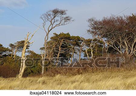 Windswept pine tree on the beach, Fischland-Darss-Zingst, Mecklenburg-Western Pomerania, Germany, Europe View Large Photo Image Picture - Windswept pine tree on the beach, Fischland-Darss-Zingst, Mecklenburg-Western Pomerania, Germany, Europe. Fotosearch