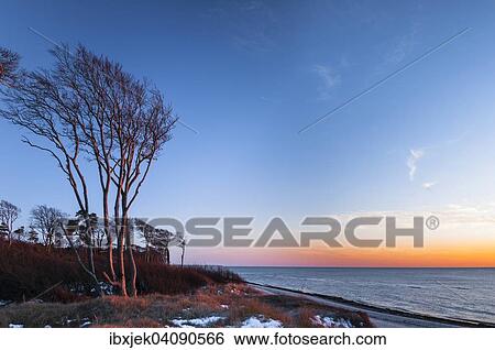 Stock Photograph - Windswept tree on the dune Ostseedune at sunset, Weststrand beach, Darss, Western Pomerania Lagoon Area National Park, Mecklenburg-Western Pomerania, Germany, Europe. Fotosearch