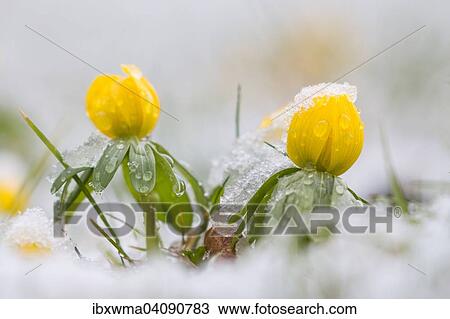 Winter Aconite (Eranthis hyemalis) in the snow, Hesse, Germany, Europe View Large Photo Image Stock Image - Winter Aconite (Eranthis hyemalis) in the snow, Hesse, Germany, Europe. Fotosearch