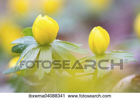 Winter Aconite (Eranthis hyemalis) View Large Photo Image Stock Image - Winter Aconite (Eranthis hyemalis). Fotosearch