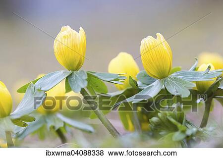 Winter Aconite (Eranthis hyemalis) View Large Photo Image Stock Photo - Winter Aconite (Eranthis hyemalis). Fotosearch