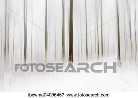 Winter forest, abstract, Hesse, Germany, Europe View Large Photo Image Stock Photo - Winter forest, abstract, Hesse, Germany, Europe. Fotosearch